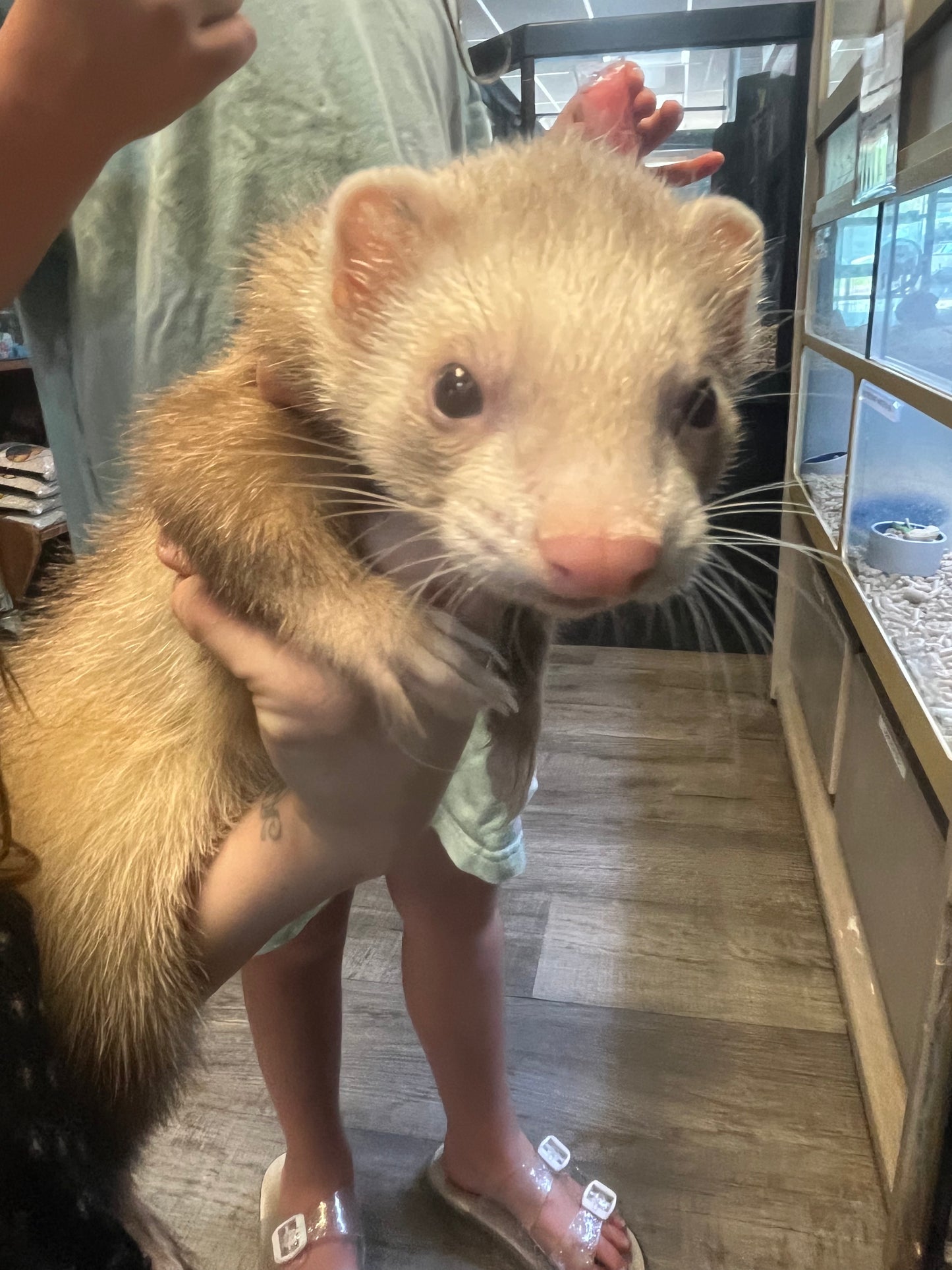 Ferret - Adult - Pair