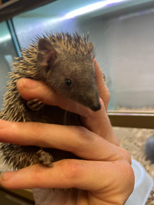 Lesser Tenrec - Baby