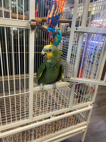 female Blue-fronted Amazon parrot perched in her cage, showcasing her vibrant green plumage and distinctive blue forehead.