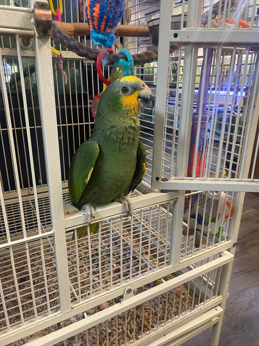 Blue-Fronted Amazon Parrot - Female - Benny