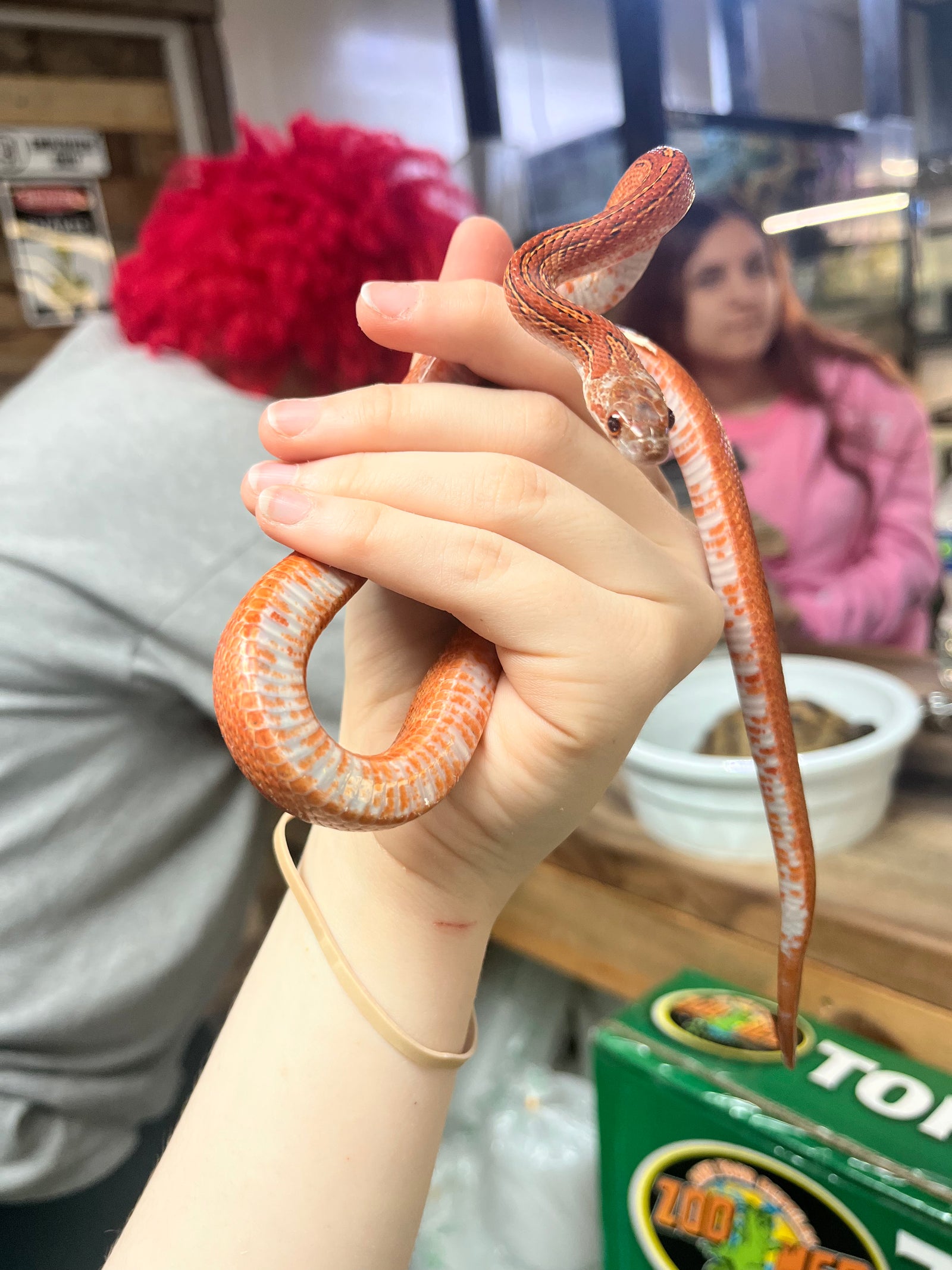 Bloodred Corn snake - Juvenile
