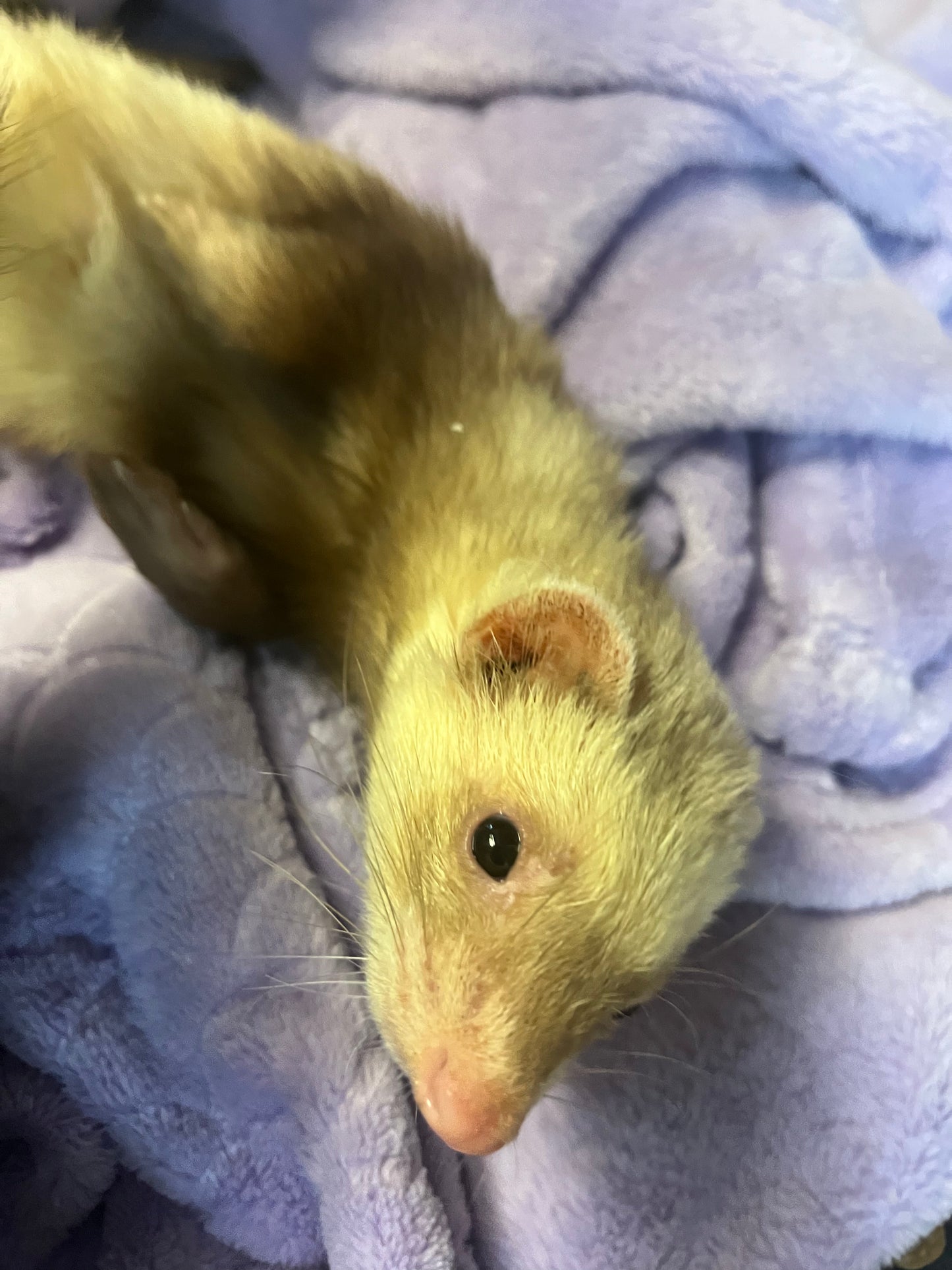 Ferret - Adult - Pair