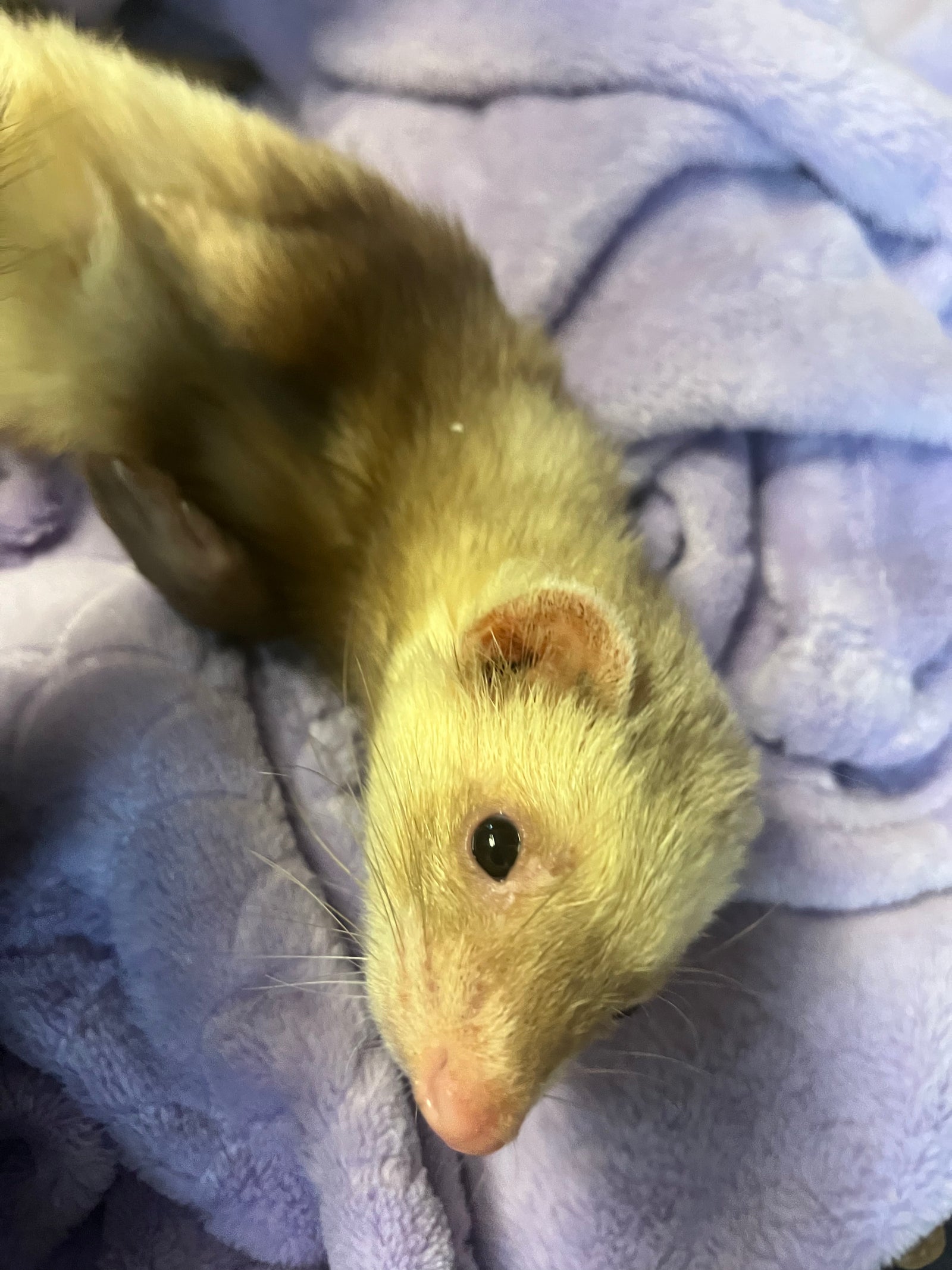 Adult female ferrets for adoption - sweet ferret lying on soft blanket.