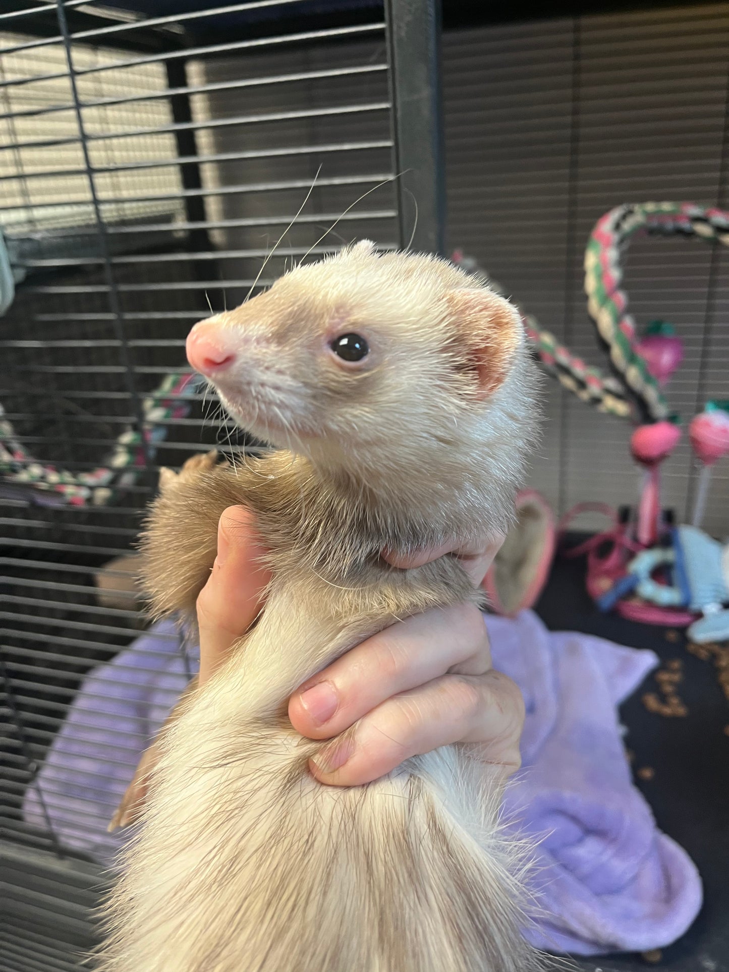 Ferret - Adult - Pair