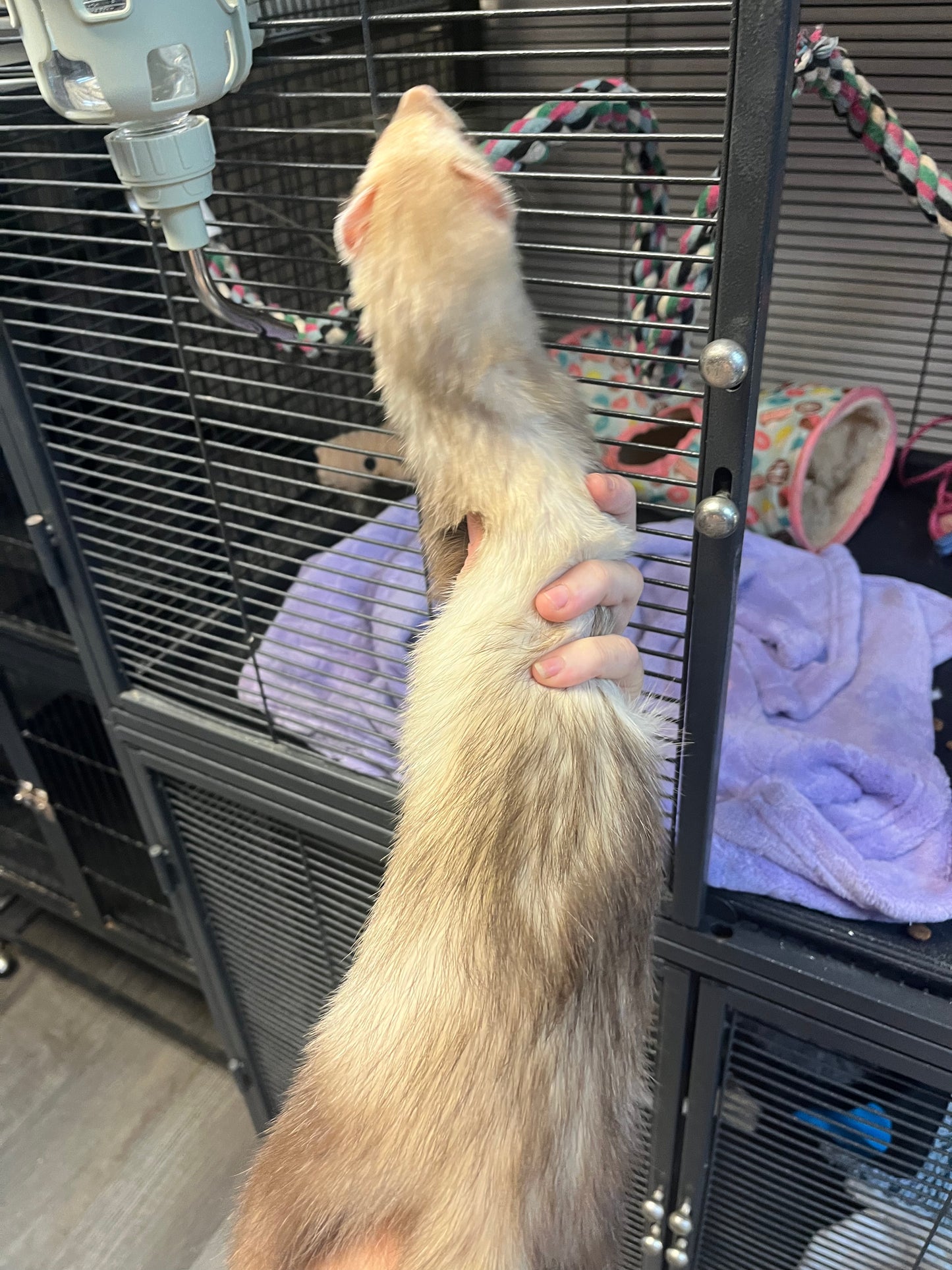 Ferret - Adult - Pair
