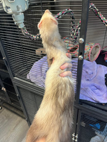 Adult female ferrets for adoption - adorable ferret being handled at an adoption center.