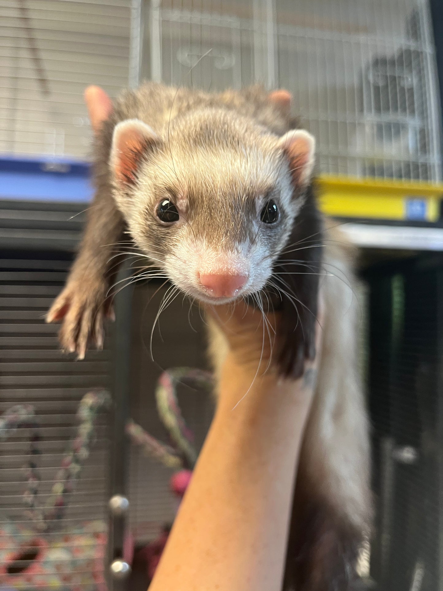 Ferret - Adult - Pair
