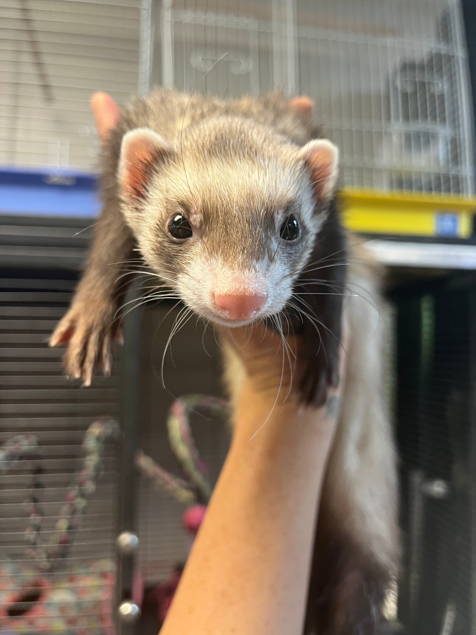 Adult female ferrets for adoption being held, eager for a new home and family.