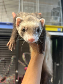 Adult female ferrets for adoption being held, eager for a new home and family.