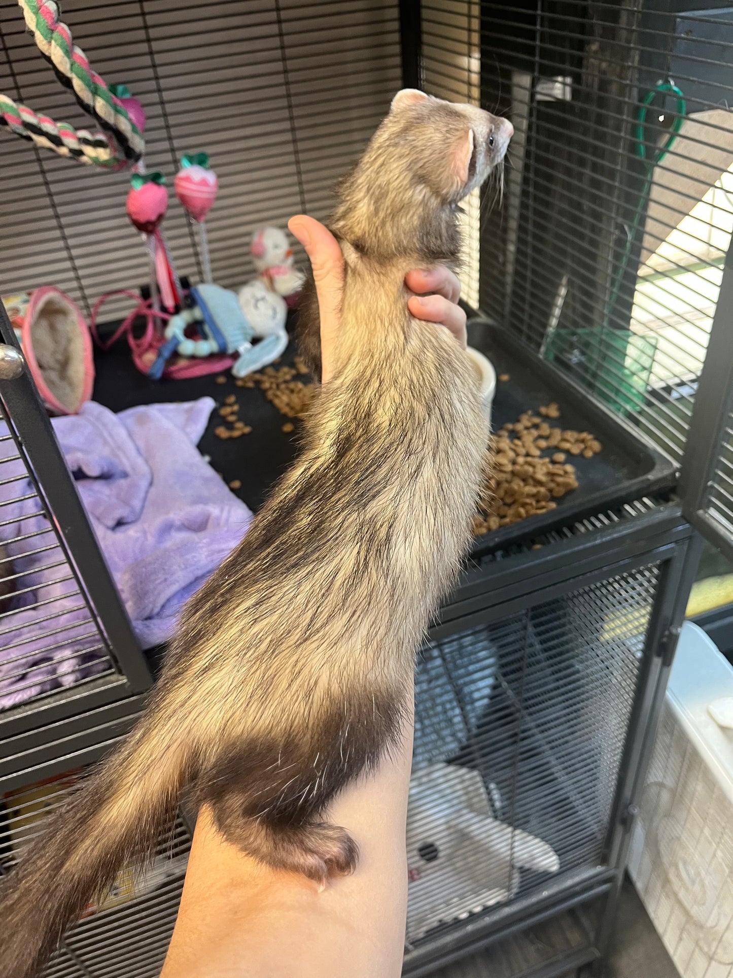 Ferret - Adult - Pair