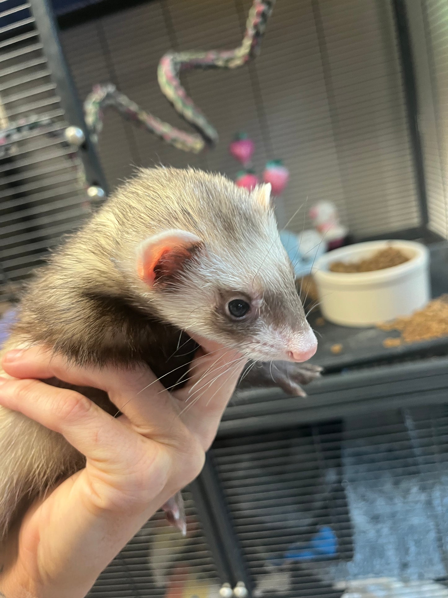 Ferret - Adult - Pair