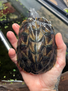 Charcoal RES - Sub Adult