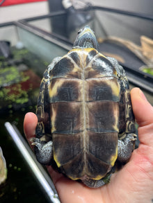 Charcoal RES - Sub Adult