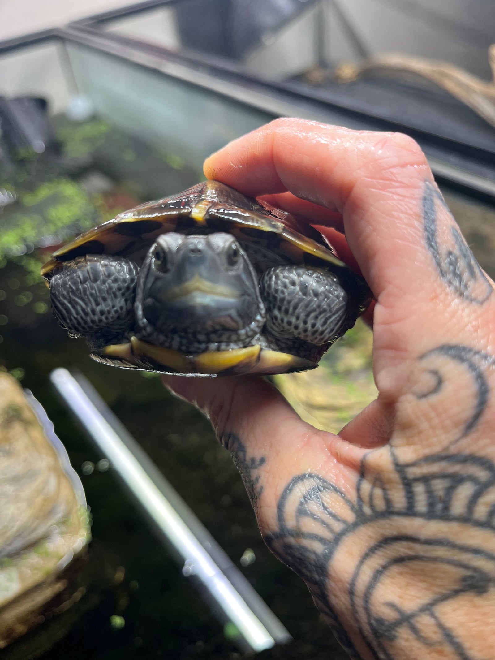 Charcoal RES - Sub Adult