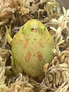 Albino Pac Man Frog