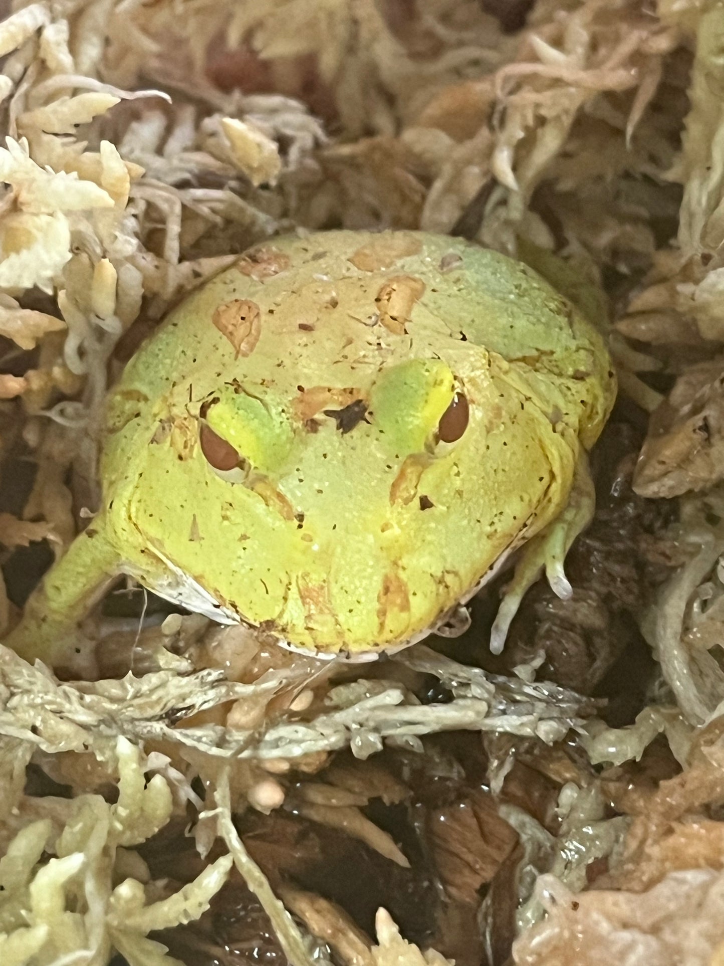 Albino Pac Man Frog