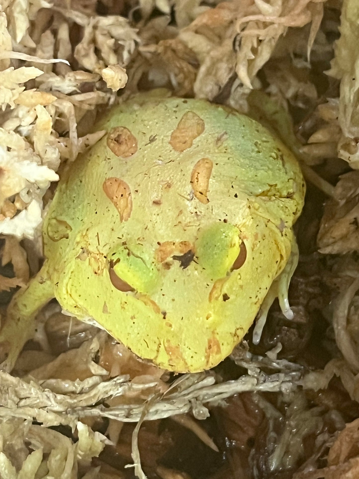Albino Pac Man Frog