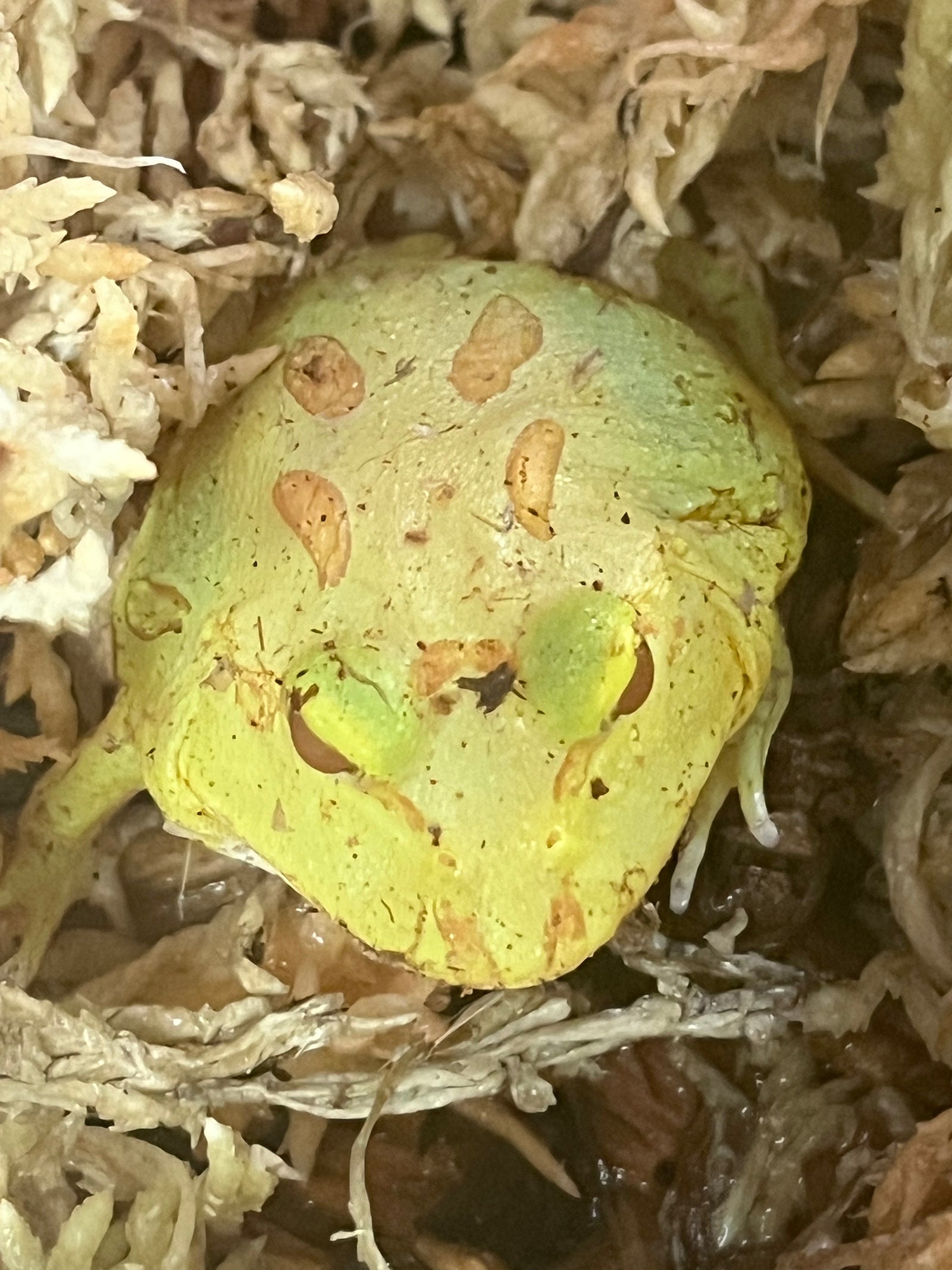Albino Pac Man Frog