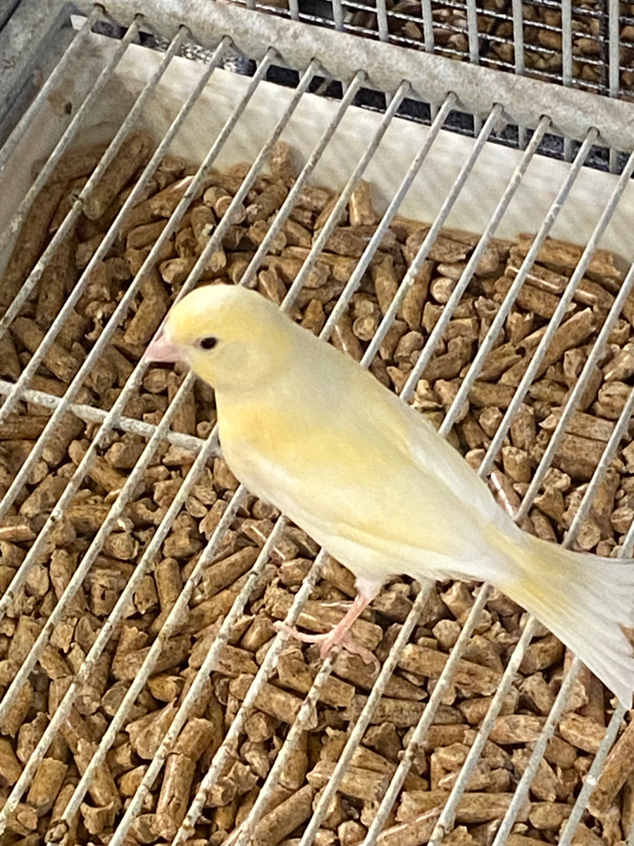 Yellow Canary - Baby - Parent Raised