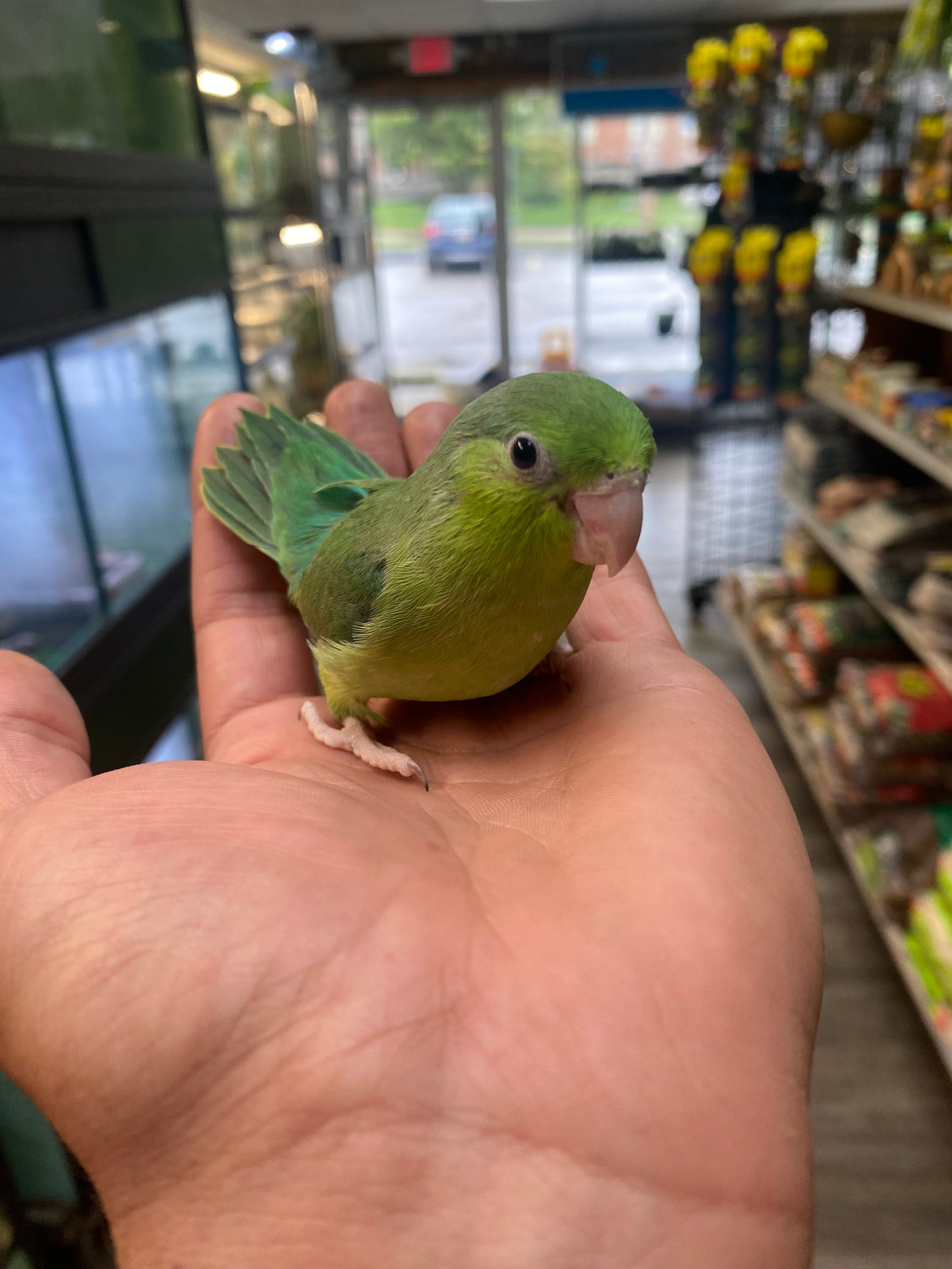 Parrotlet - Baby - Hand Fed - Green