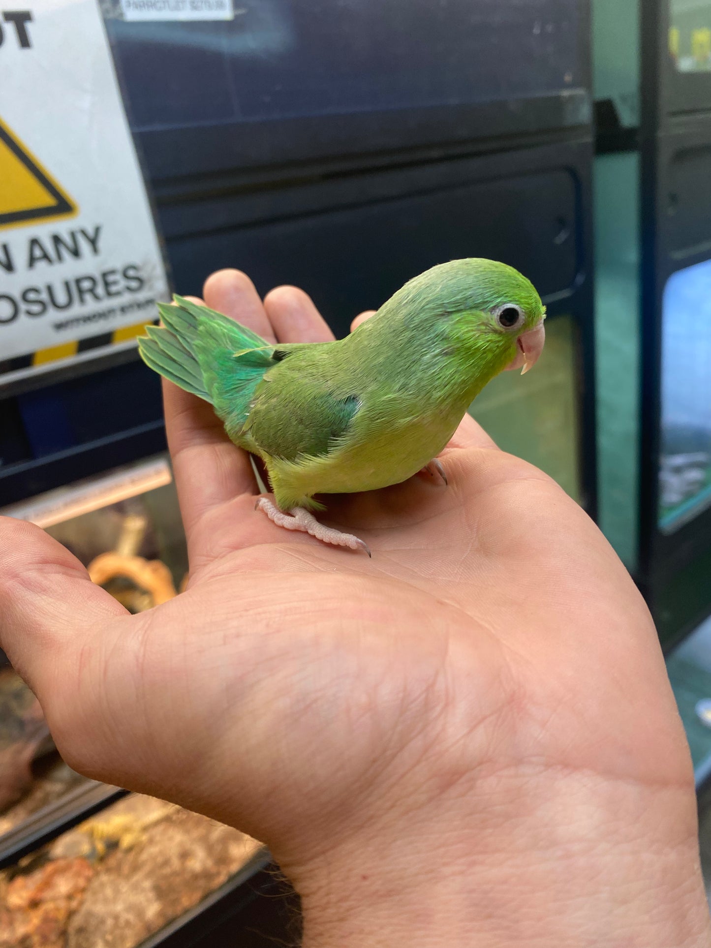 Parrotlet - Baby - Hand Fed - Green