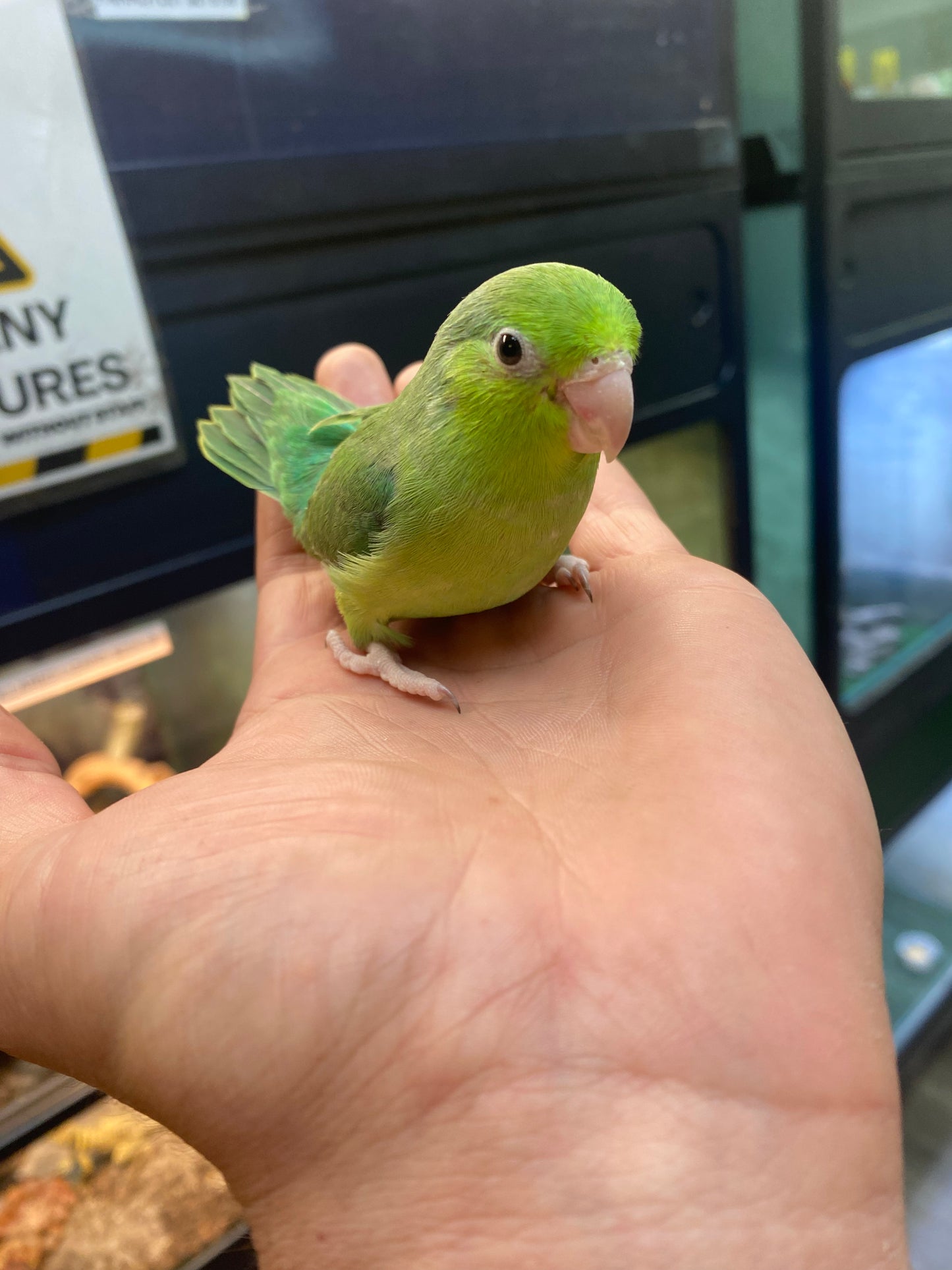 Parrotlet - Baby - Hand Fed - Green