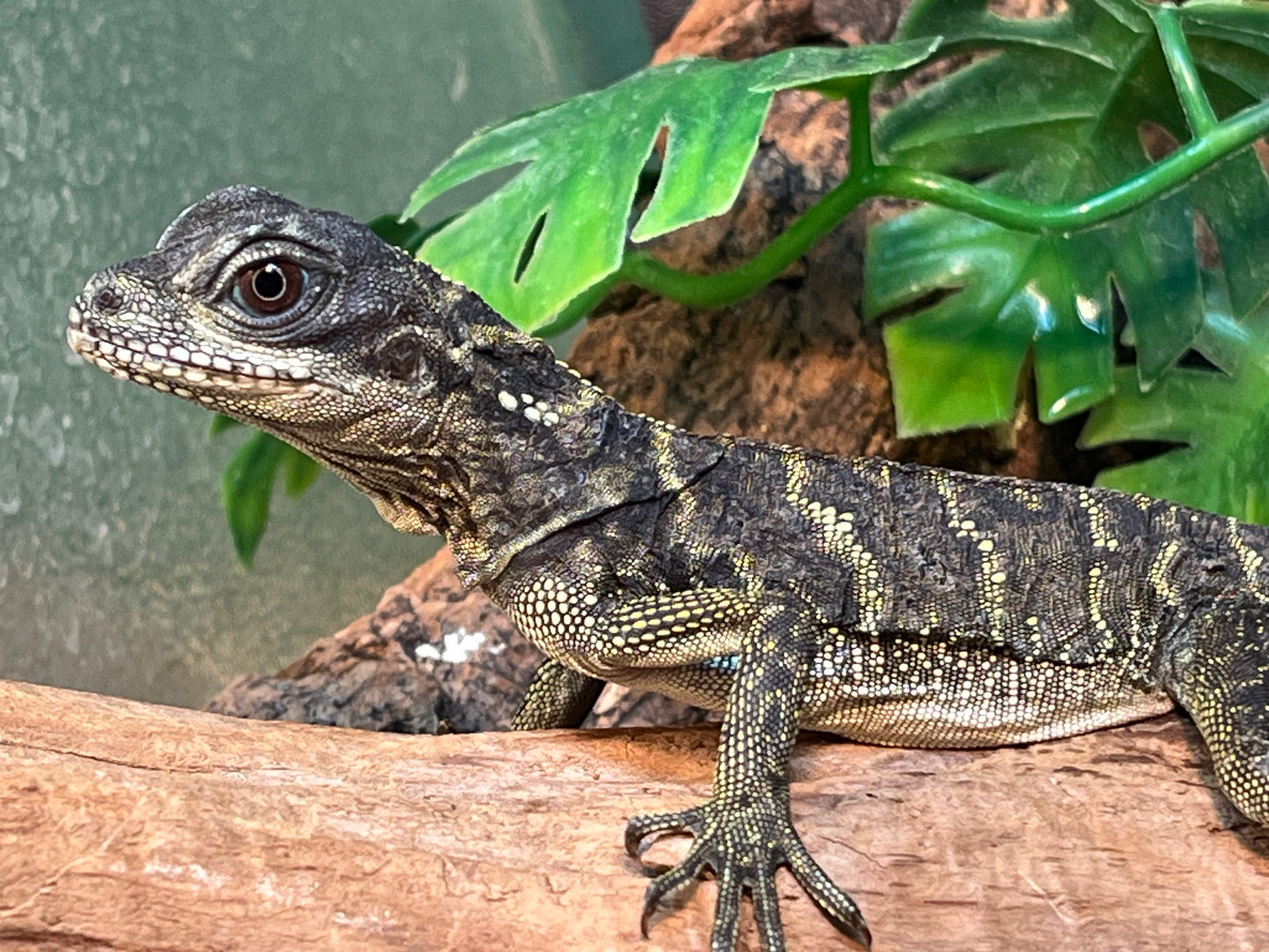 Ambon Sailfin Dragon - Juvenile