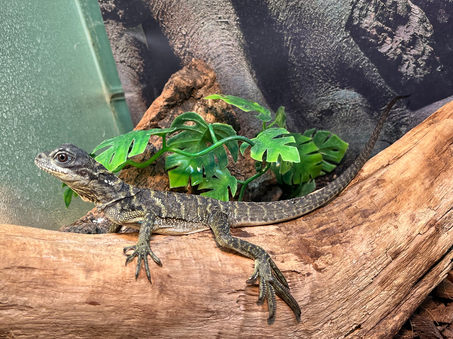 Ambon Sailfin Dragon - Juvenile