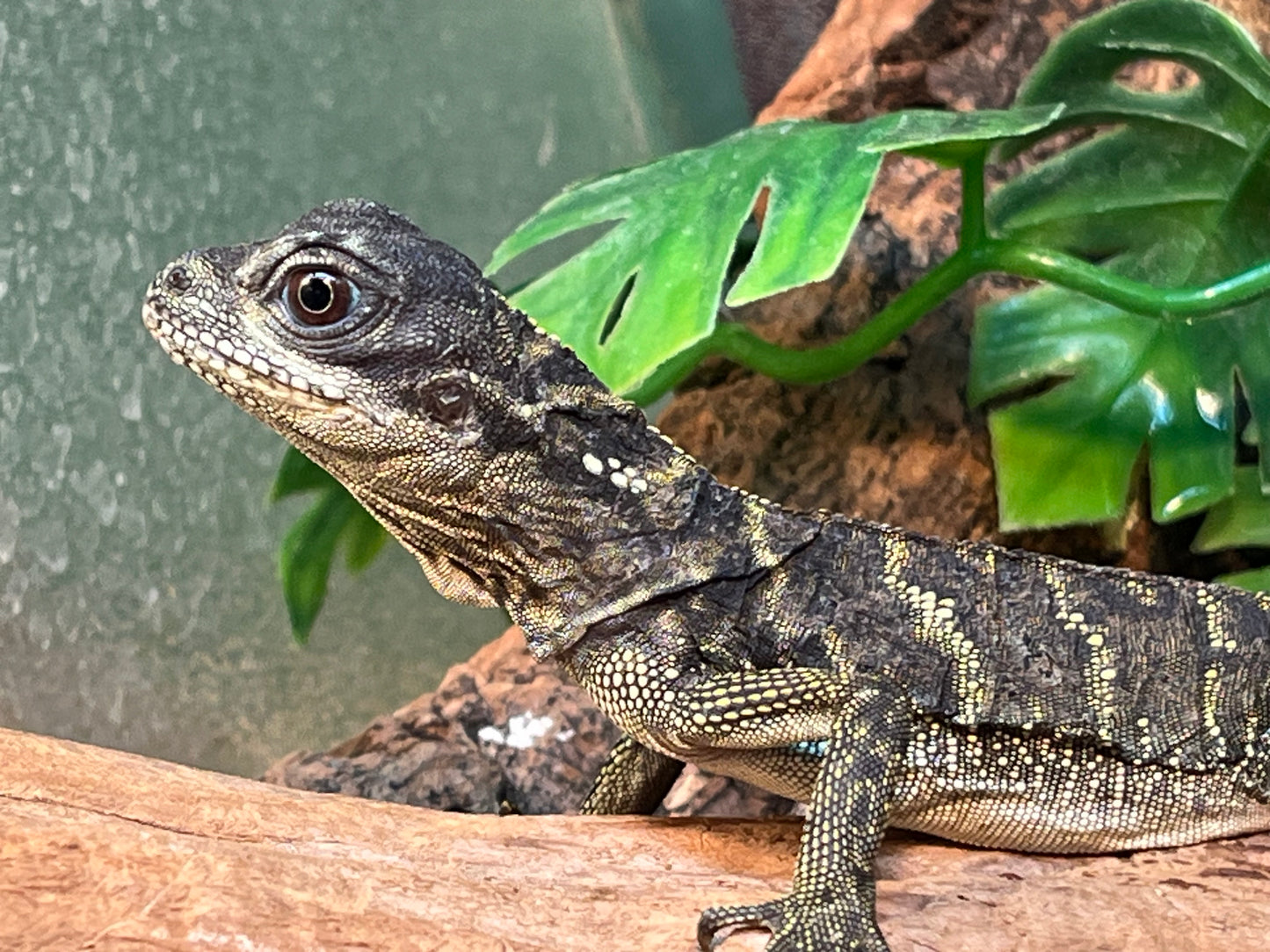 Ambon Sailfin Dragon - Juvenile
