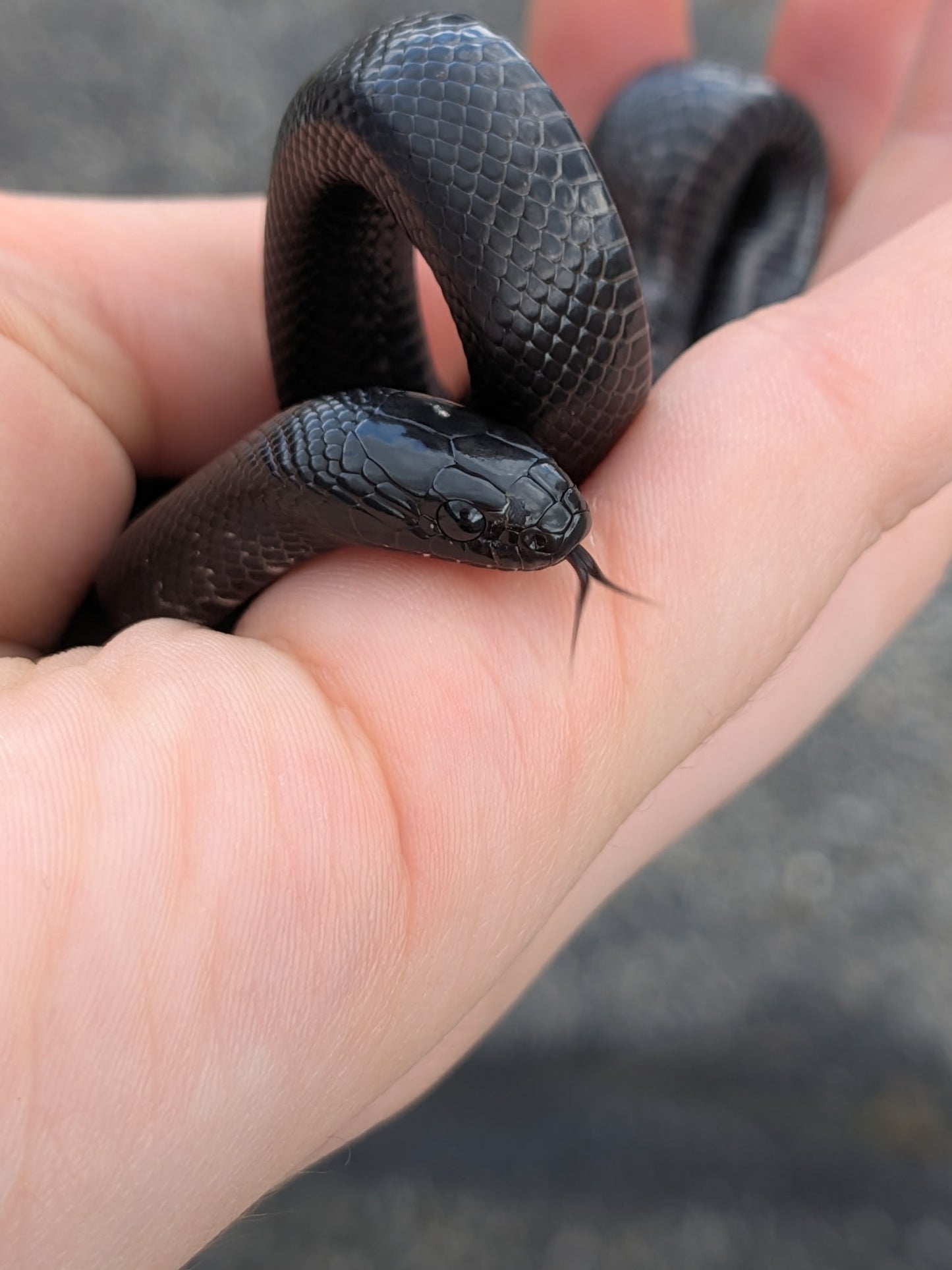Mexican Black King Snake - Juvenile