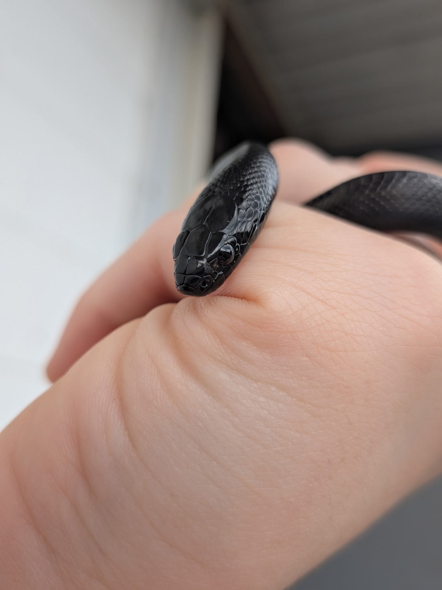 Mexican Black King Snake - Juvenile