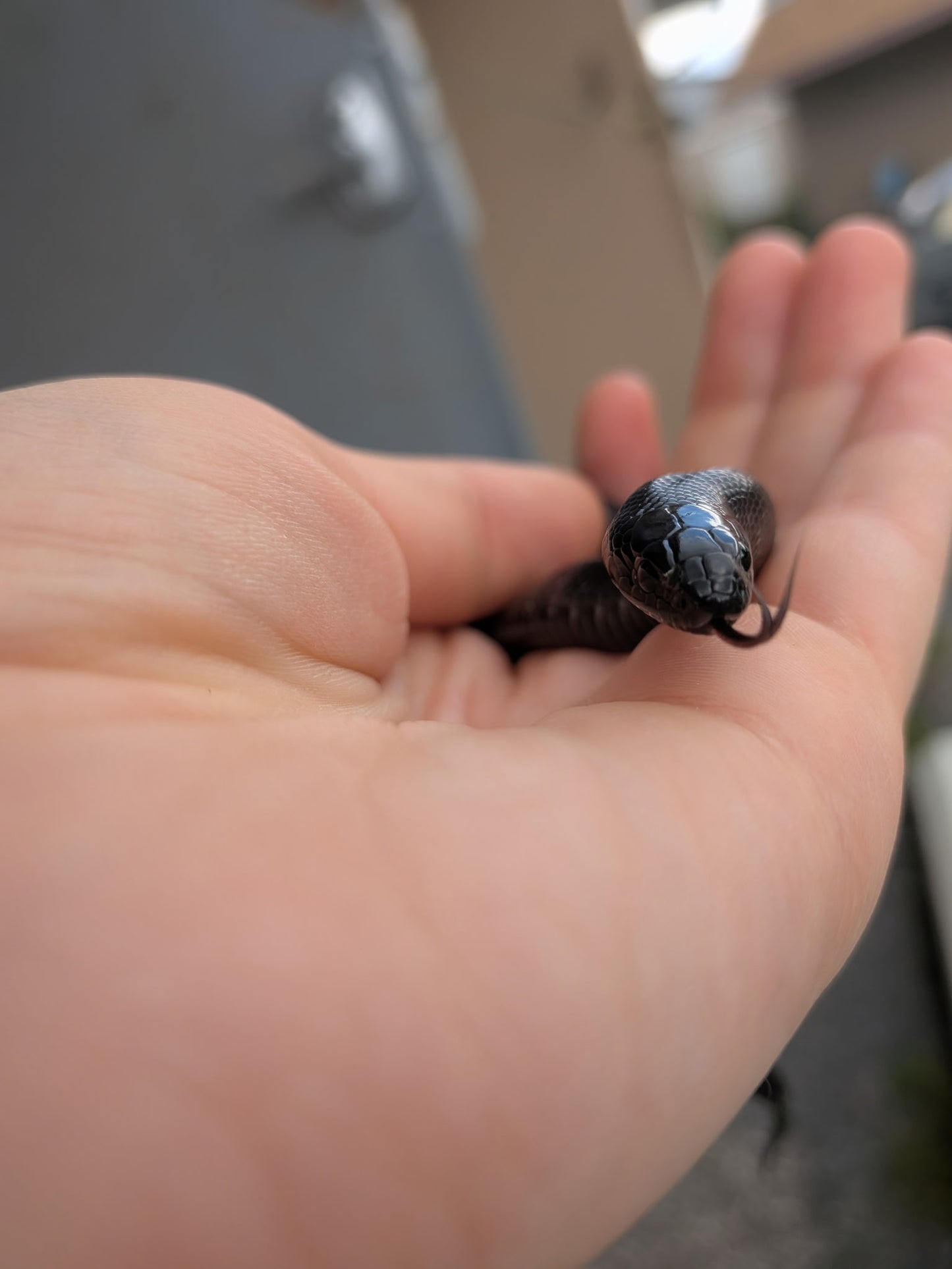 Mexican Black King Snake - Juvenile