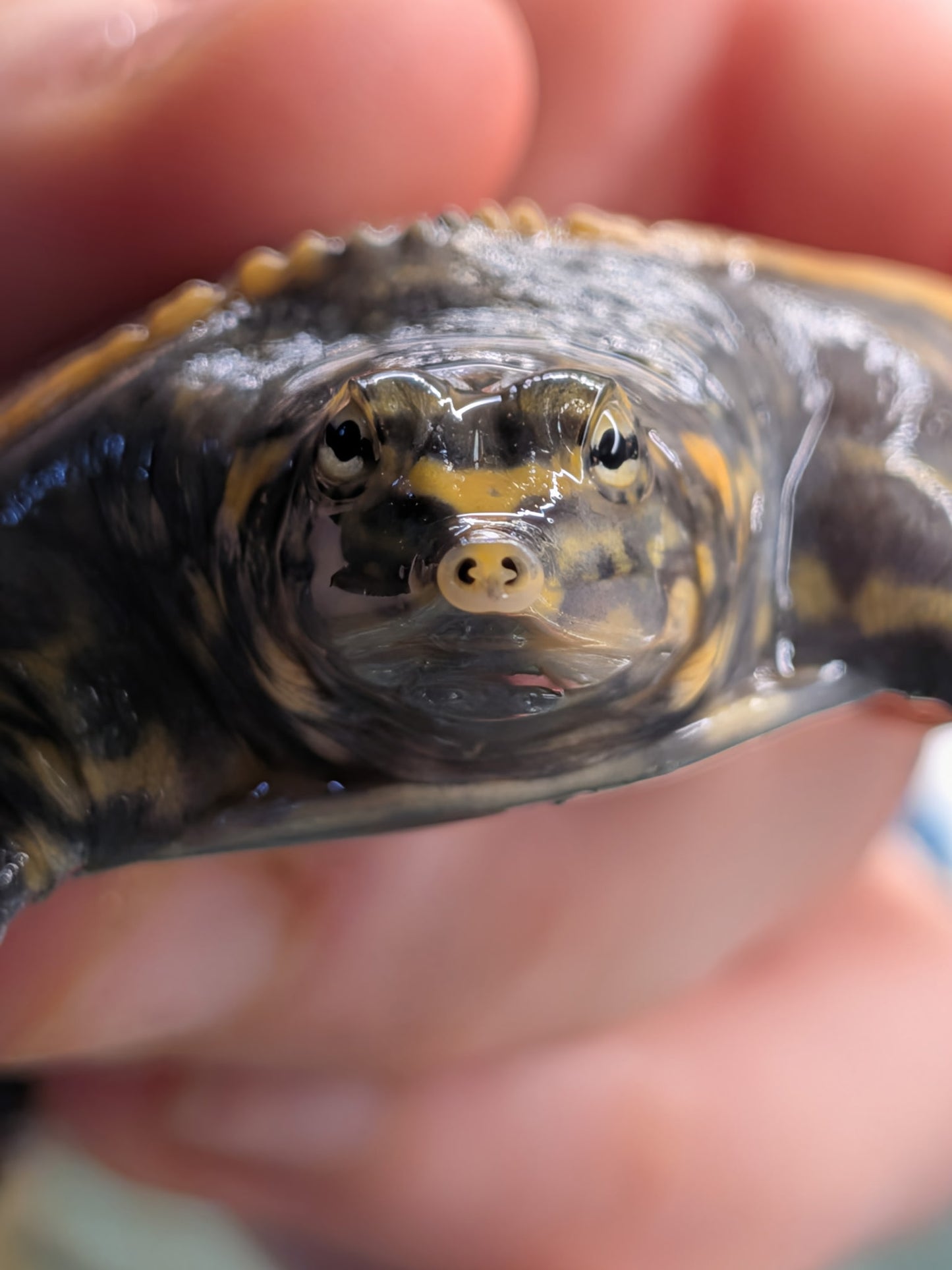 Florida Softshell Turtle - Hatchling