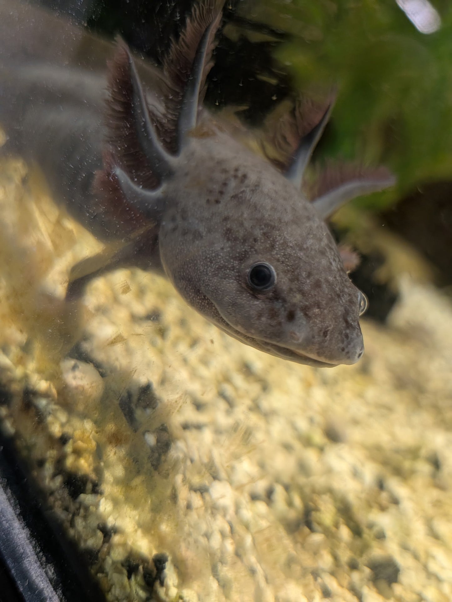 Axolotl - Juvenile - OPD’s Pick (Asst.)