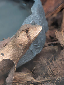 Peruvian Dead Leaf Lizard