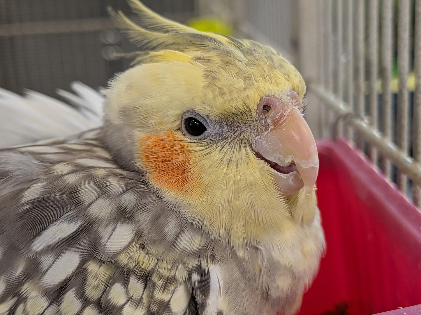 Cockatiel Baby - Hand Fed - OPD’s Pick (Asst.)