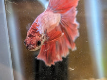 Male Halfmoon Betta Fish for Sale in vibrant red coloration showcasing flowing fins.