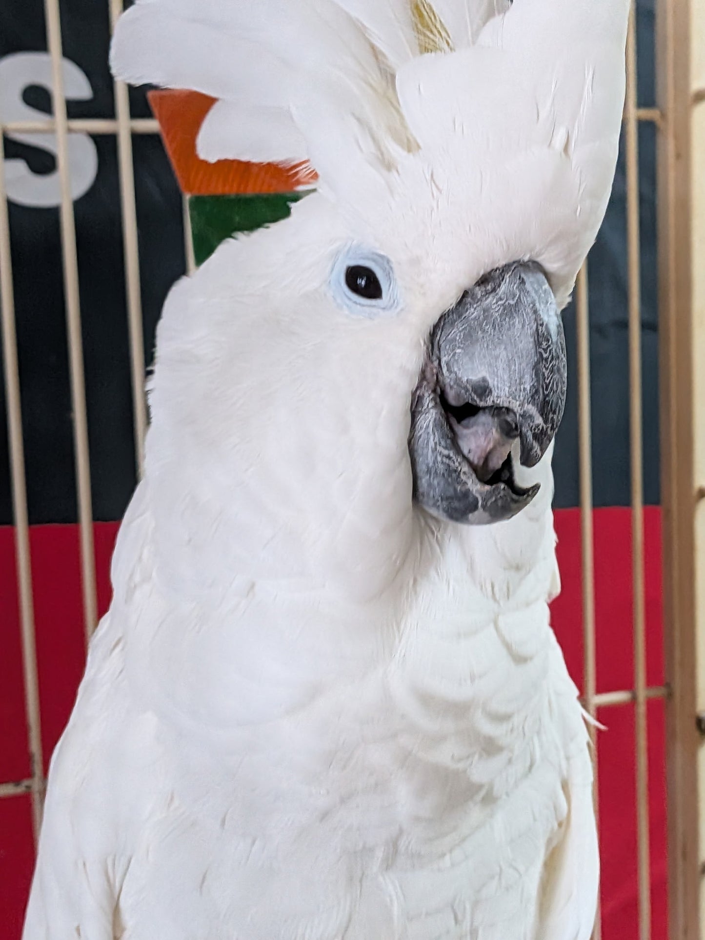 Umbrella Cockatoo - Male - Gabby - Adult