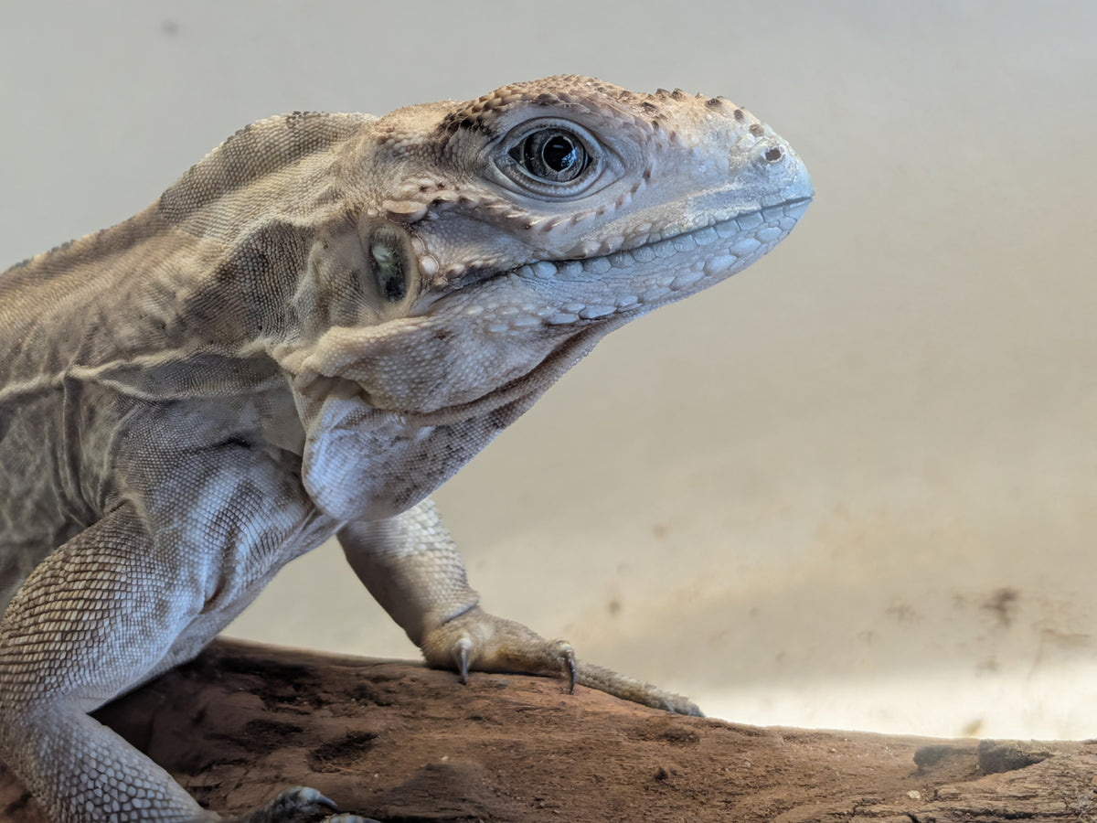 Rhino Iguana - Juvenile