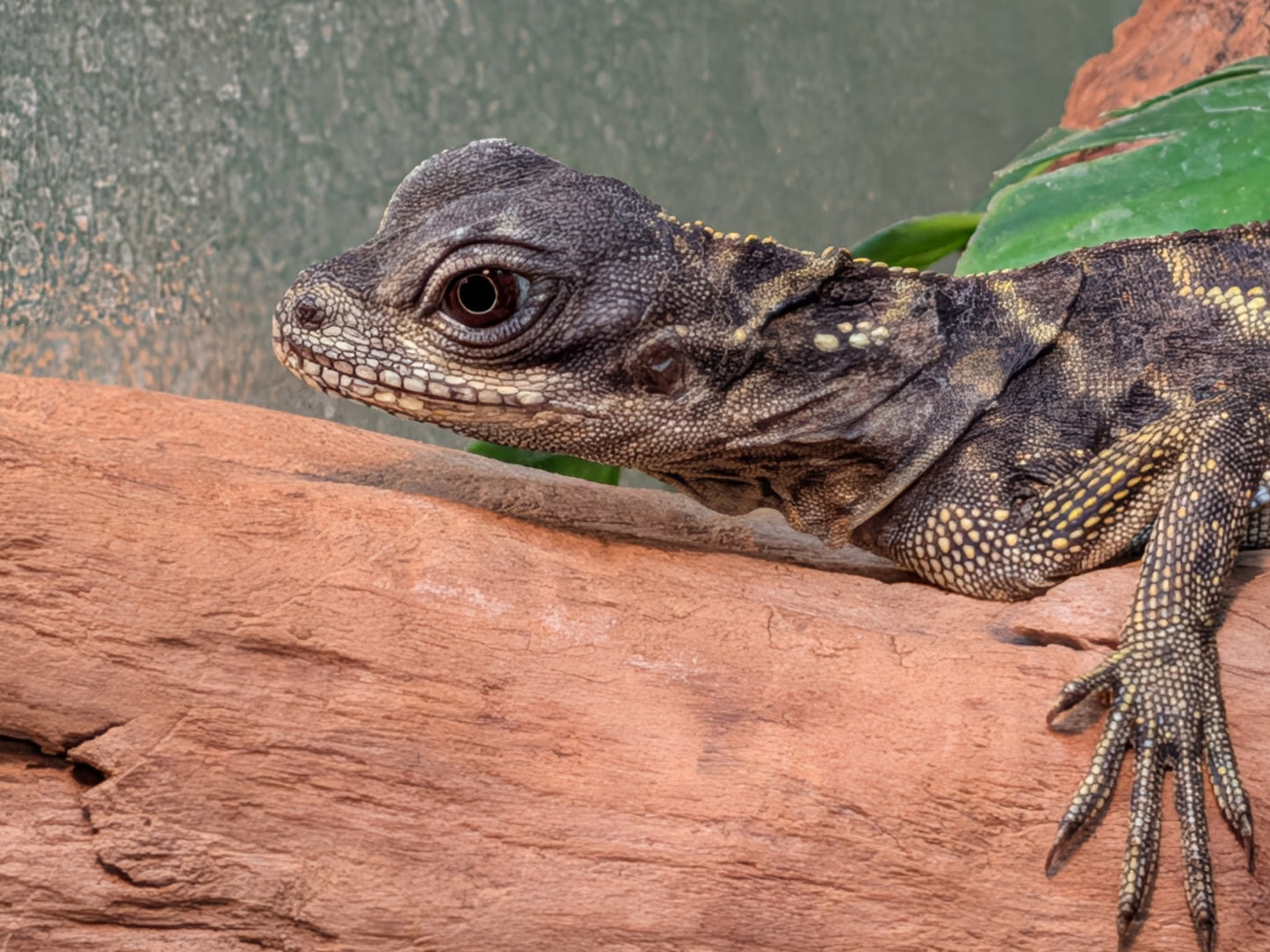 Ambon Sailfin Dragon - Juvenile