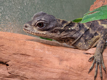 Sulawesi Sailfin Dragon - Juvenile