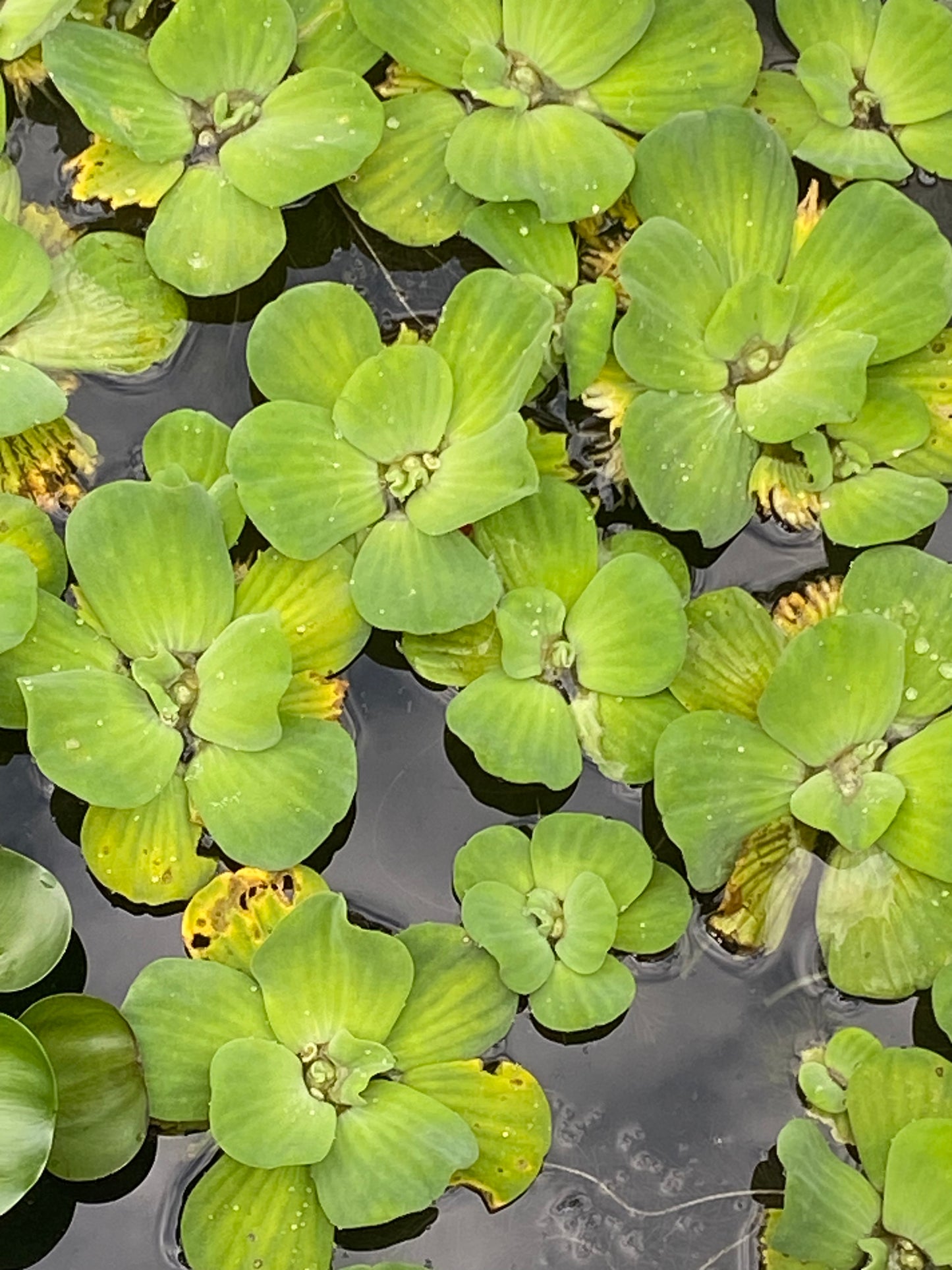 Water Lettuce