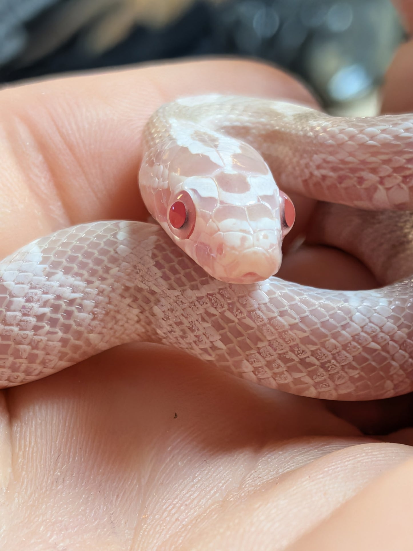 Snow Het Scaleless Corn Snake - Hatchling - Female