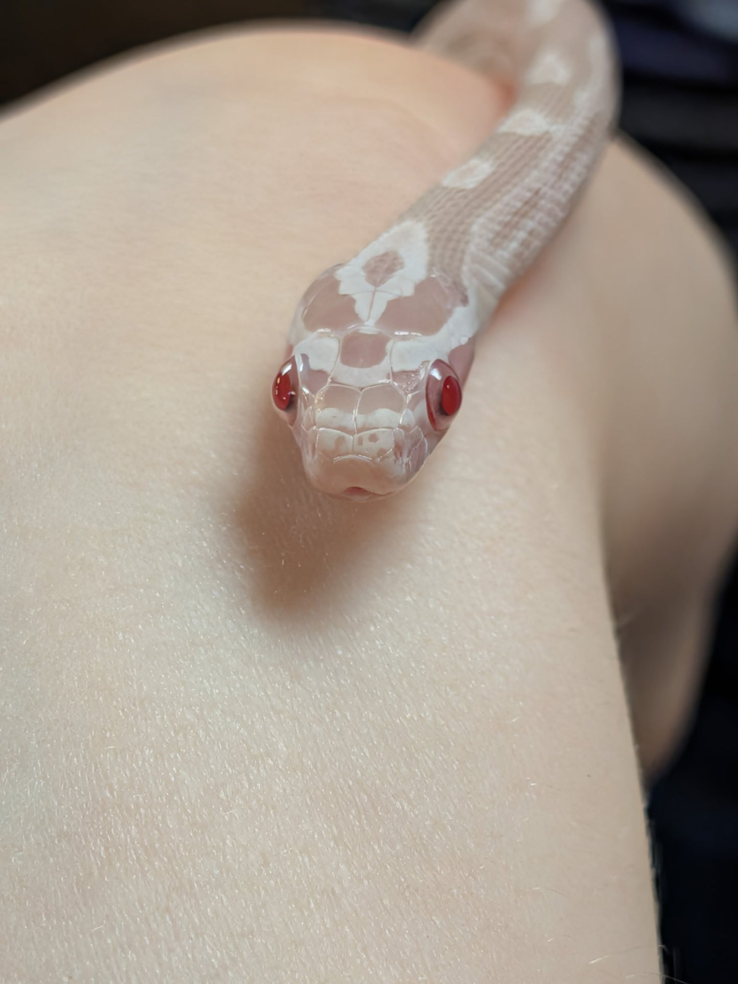 Snow Het Scaleless Corn Snake - Hatchling - Female