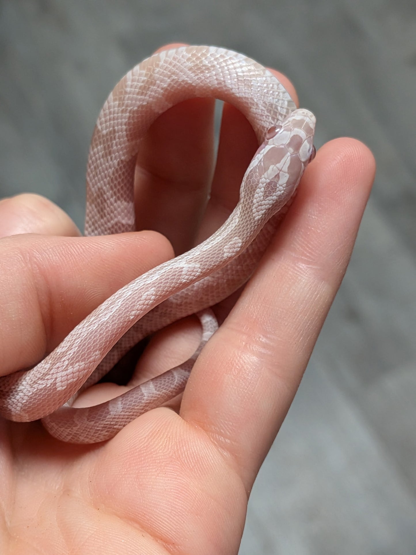 Snow Het Scaleless Corn Snake - Hatchling - Female