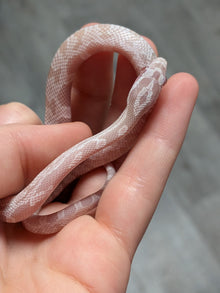 Snow Het Scaleless Corn Snake - Hatchling - Female