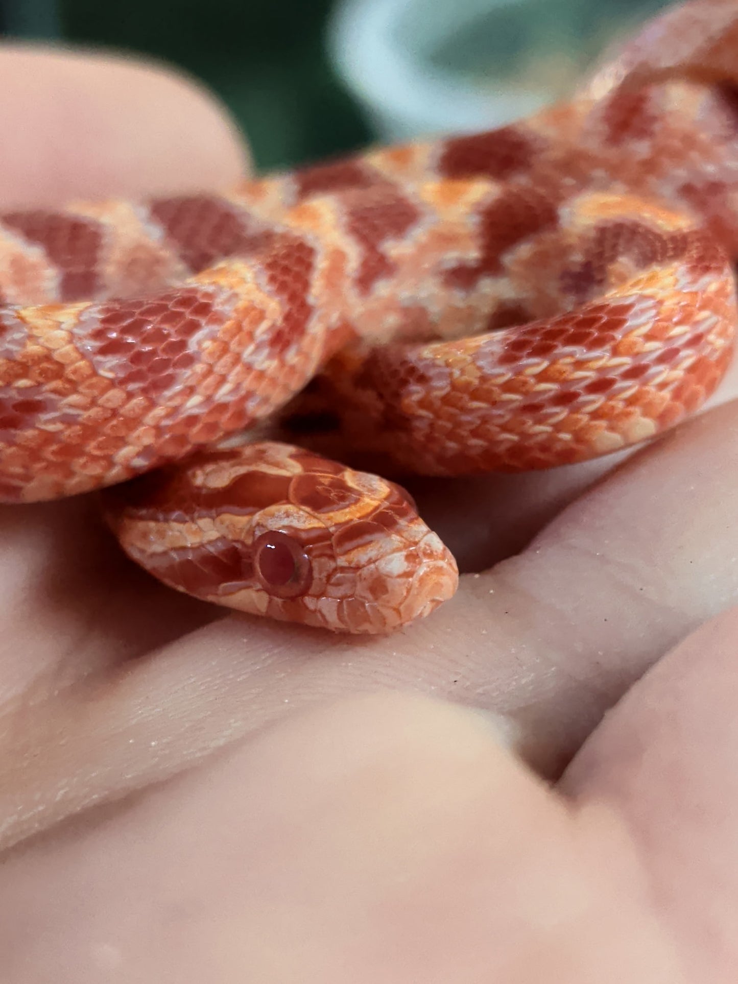 Amel Het Scaleless - Hatchling - Male