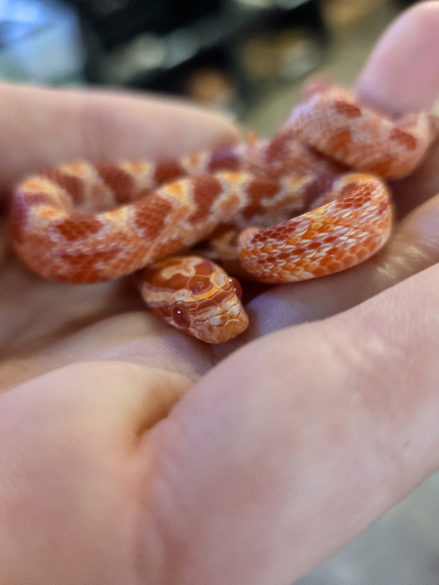 Amel Het Scaleless - Hatchling - Male