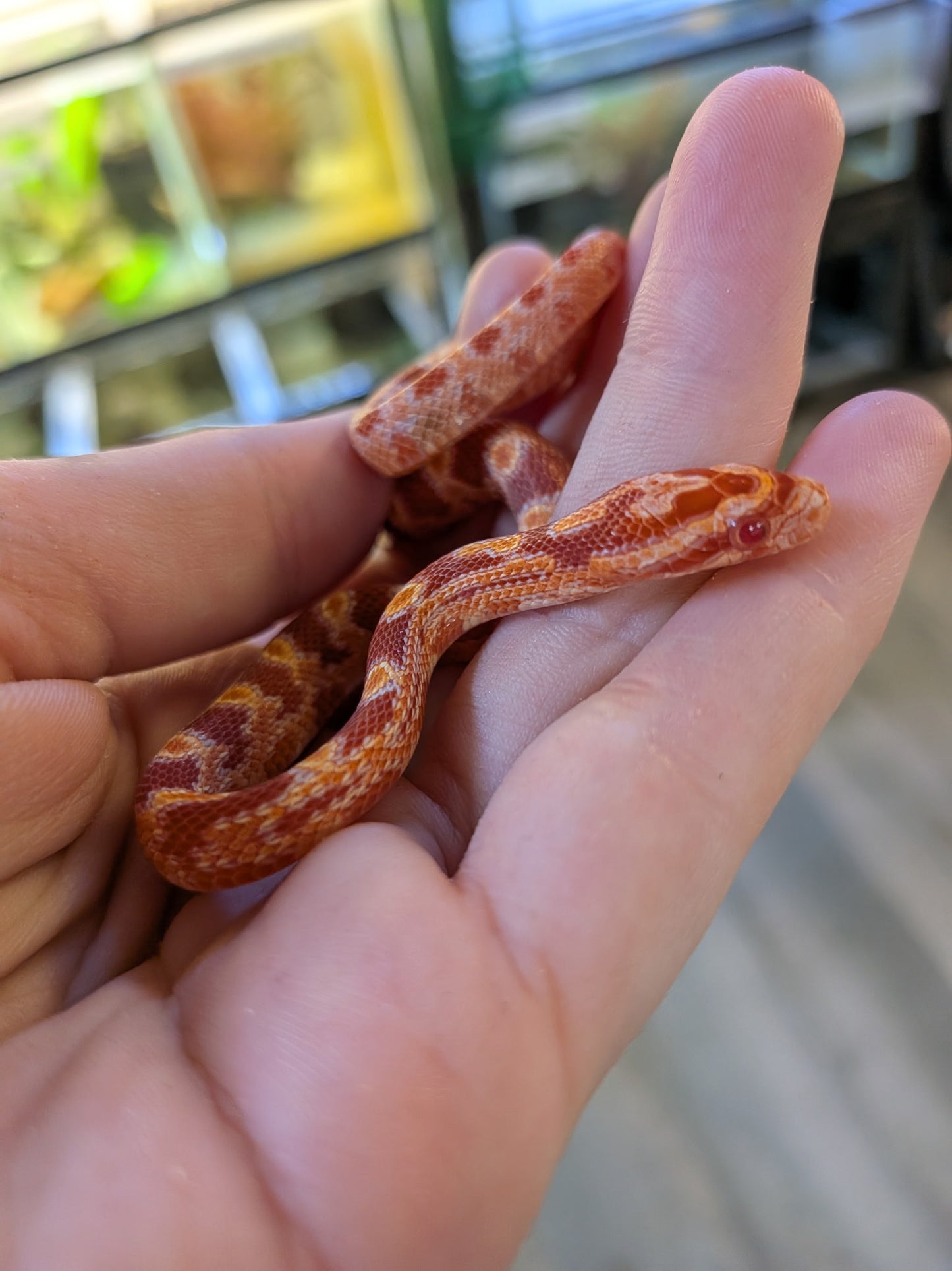 Amel Het Scaleless - Hatchling - Male