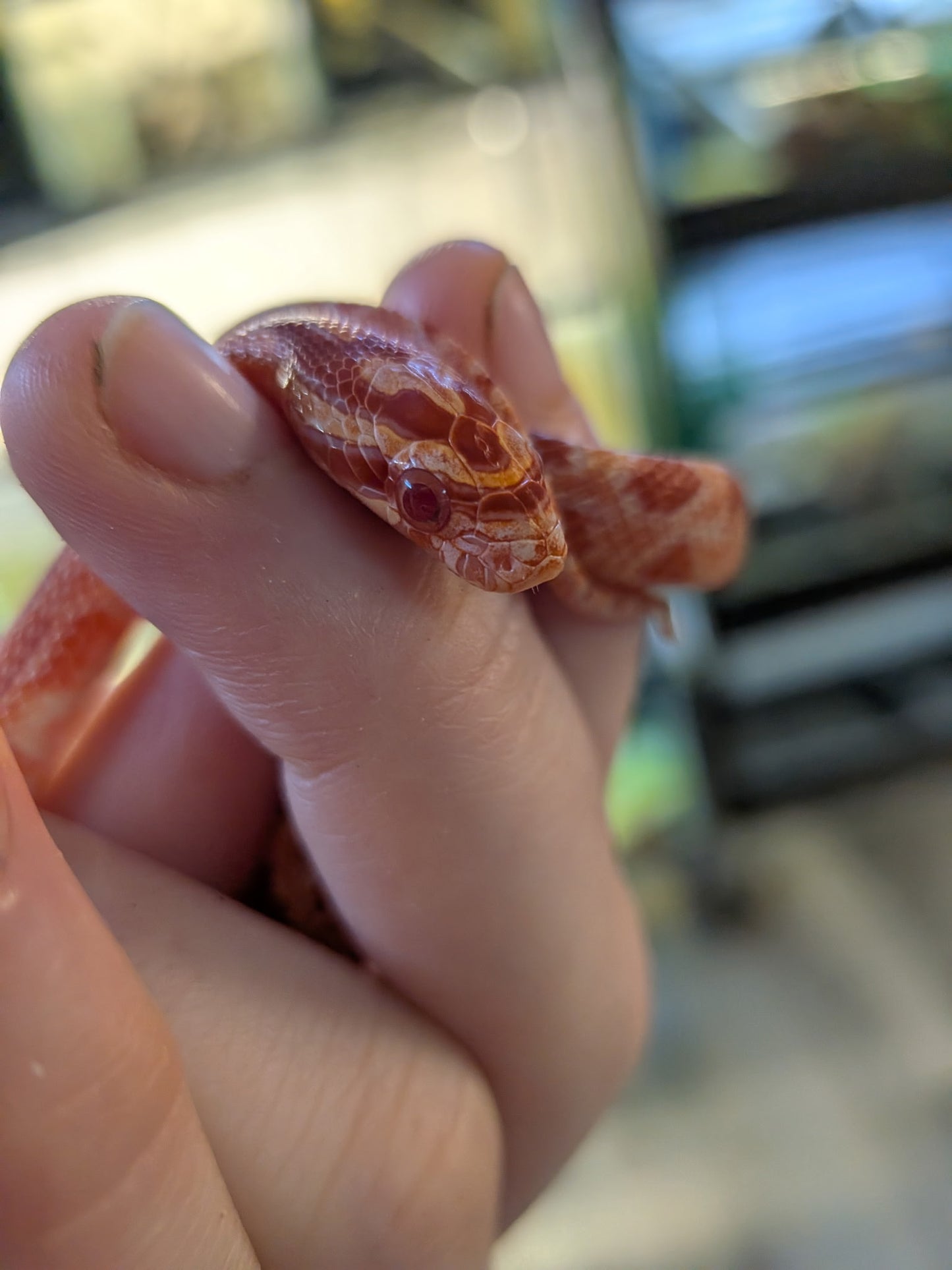 Amel Het Scaleless - Hatchling - Male
